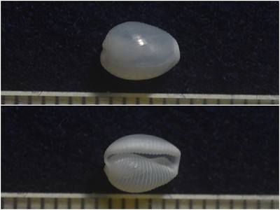 シラタマガイ亜成貝