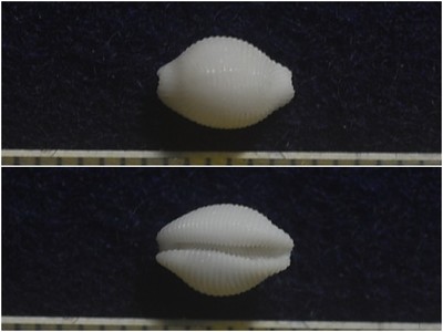 ワスレシラタマ