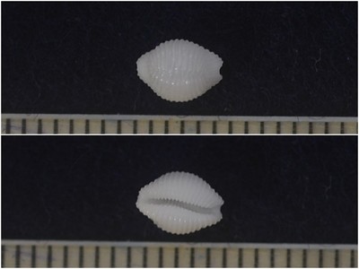 ハダカムギツブガイ