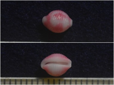 バラフシラタマ