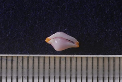 ツマニケボリ