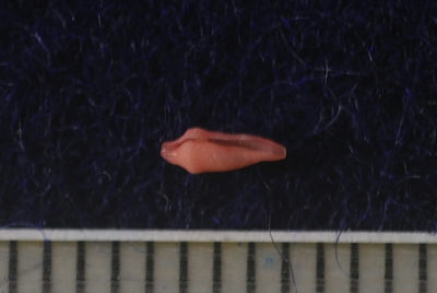 チヂワケボリ