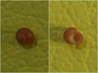 ベニツブザンショウ