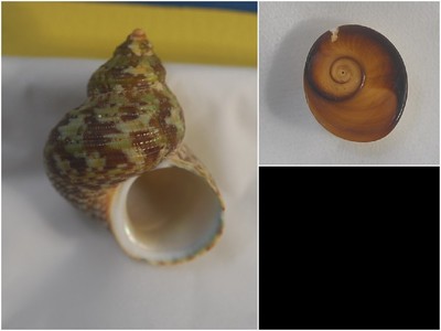 チョウセンサザエ