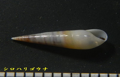 シロハリゴウナ