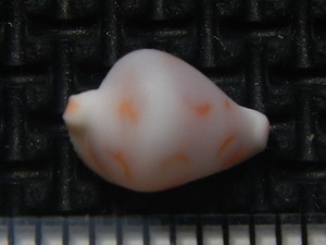 ハナヤカケボリ