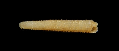 302-1  