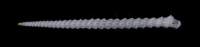 302-6  