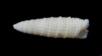 302-7  