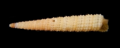 304-11  