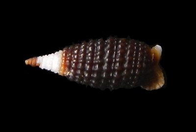 306-25  