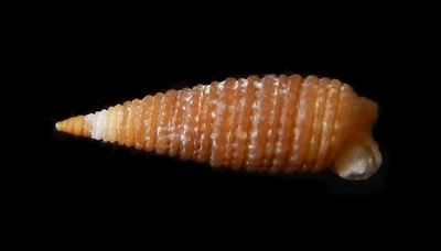 306-26  