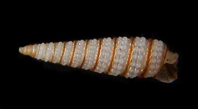 306-27  