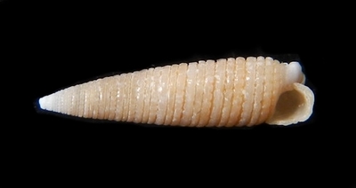 306-29  