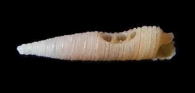 306-31  
