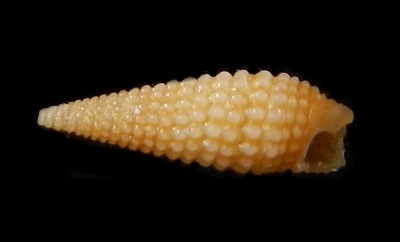 306-32  