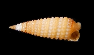 306-33  