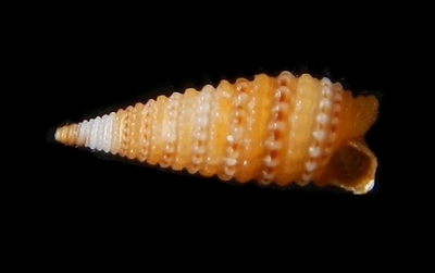 306-34