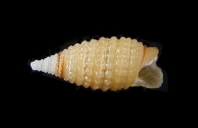 306-35  