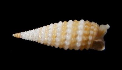 308-41  