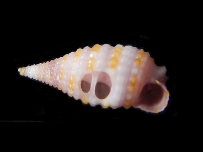 308-43  