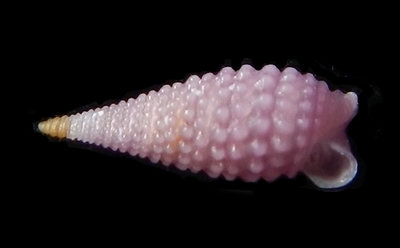 310-47  