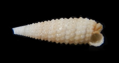 310-50 