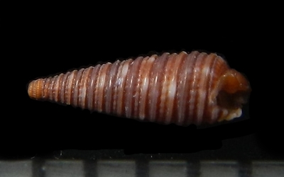 312-61  