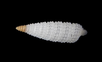 316-83