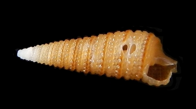 316-85