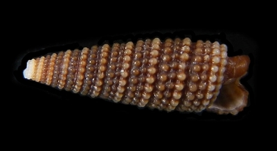 316-86