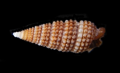 316-87