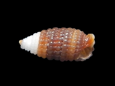 316-91