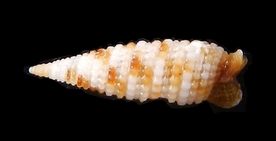 316-88