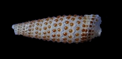 308-36