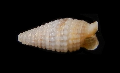 314-81