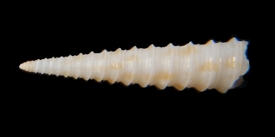 312-65 