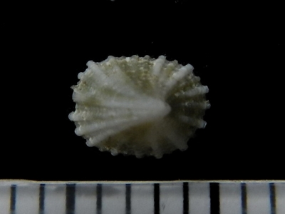 不明