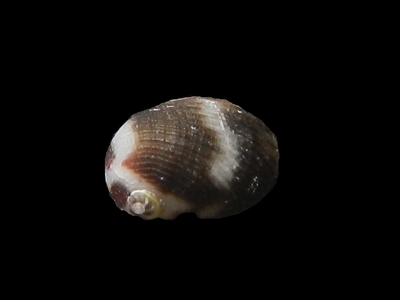 チゴアシヤ