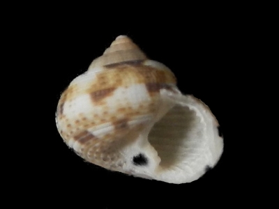 コノボリガイ