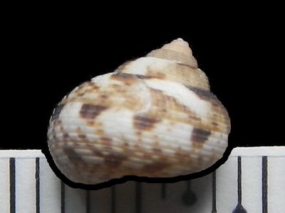 コノボリガイ