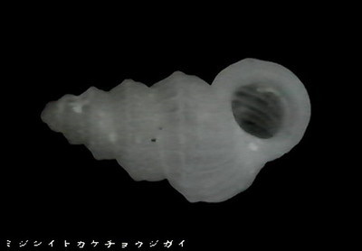 ミジンイトカケチョウジガイ