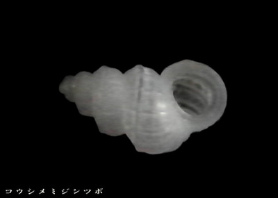 コウシメミジンツボ