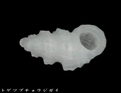 トゲツブチョウジガイ