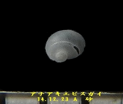 アナアキエビスガイ