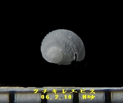クチキレエビスガイ