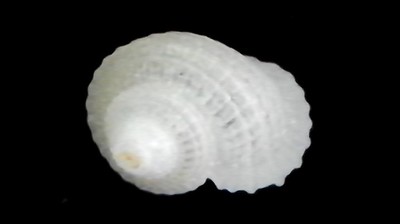 不明