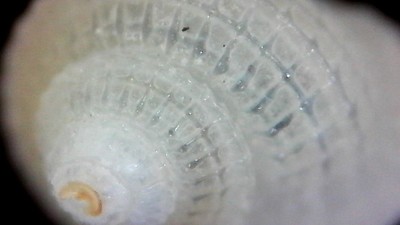 不明