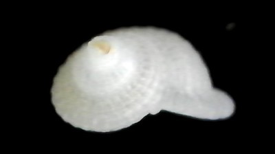 不明