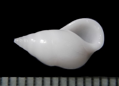 クリムシチョウジガイ